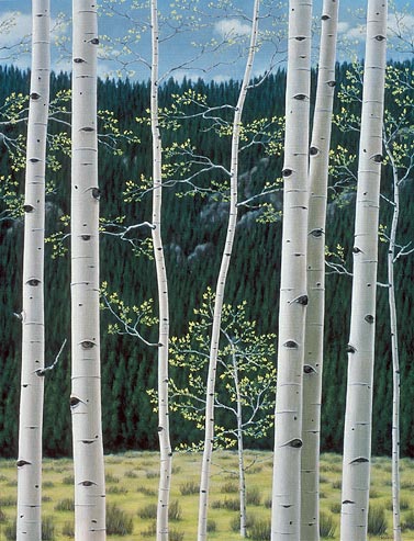 Aspen in Spring