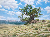 Landscapes