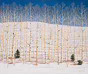 Aspen trees
